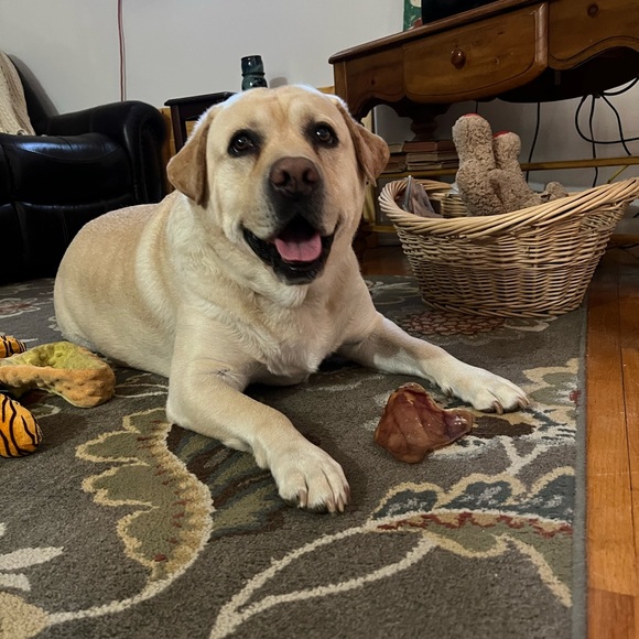 Meet your Posher, Jeanette - Picture 5 of 7